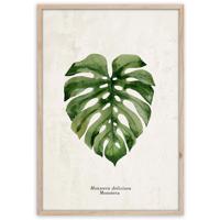 Obraz Framepick 50x70 FP037 Monstera