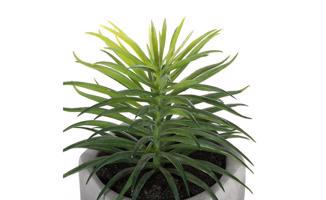 Umělá rostlina Aloe vera v květináči, 8x17cm,více druhů
